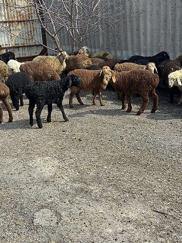 Баран, овца: Продаю | Овца (самка), Ягненок, Баран (самец) | Гиссарская, Полукровка, Меринос | На забой, Для разведения, Для шерсти | Племенные, Кастрированные, Осеменитель — 8