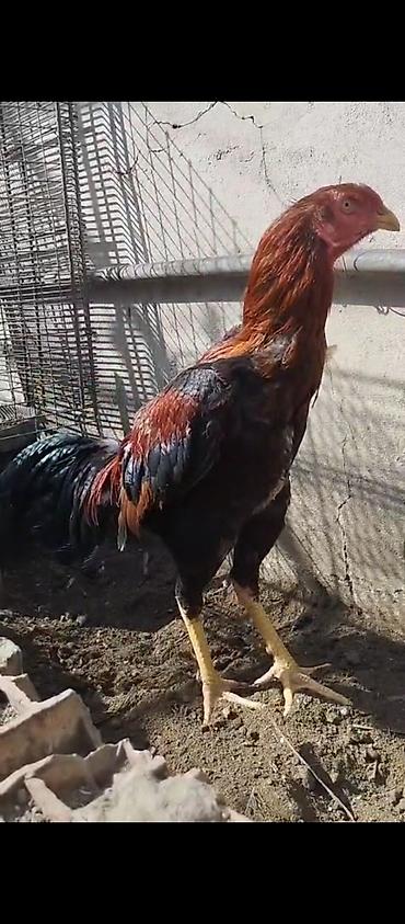 ag xoruz: Məhsul: Xoruz (uzun ayaqlı, iri cins tipli) Təsvir: 2sinin qiymetidir — 1
