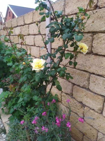 Həyət evləri və villaların satışı: 3 otaqlı, 350 kv. m, Kredit yoxdur, Orta təmir -da lalafo.az — 10 Həyət evləri və villaların satışı: 3 otaqlı, 350 kv. m, Kredit yoxdur, Orta təmir — 10