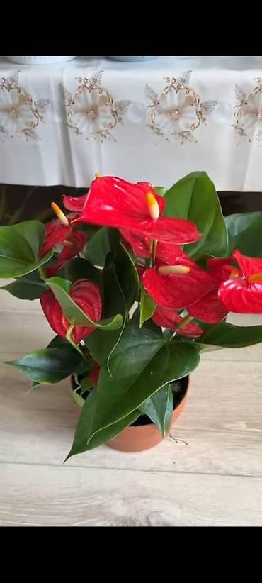 антуриум купить: Антуриум (Anthurium andreanum) в горшке. - Декоративно-цветущее — 1
