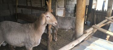 кой овцы: Продаю | Баран (самец) | Арашан | Для разведения | Осеменитель