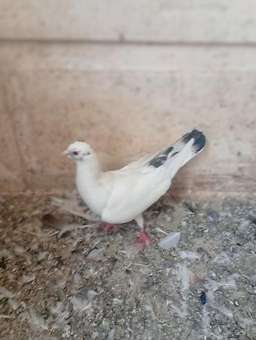 bulbul quşu satışı: SATILIR TUTULMA GÖYERCİNLERDİ TERGİZİLİR TEK TEK 10 M — 5
