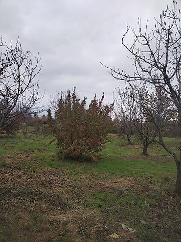 Torpaq sahələrinin satışı: Kənd təsərrüfatı — 3