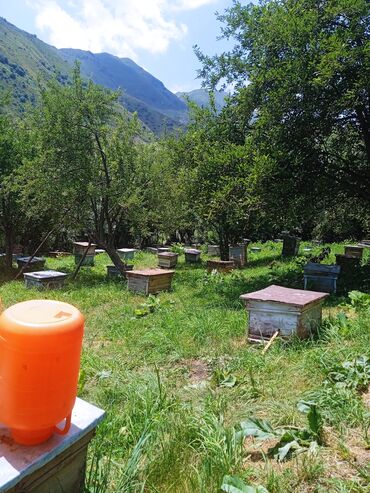 кумыс с медом бишкек: Пасека в горной местности — натуральный мёд и продукты