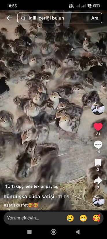 Hinduşka: Erkək, Ətlik, Ödənişli çatdırılma — 3