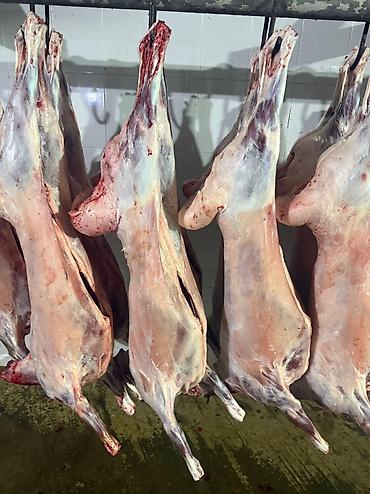 Баранина: Туши баранины на крюках - Цельные охлаждённые туши баранины — 6