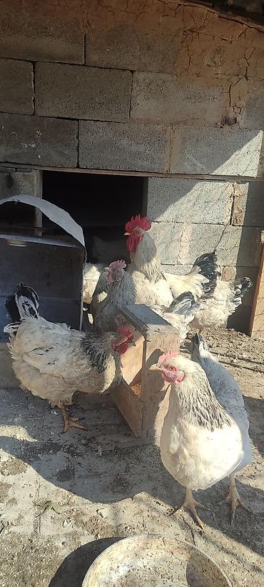 Куры, петухи: Продаю | Куры | Несушки — 12