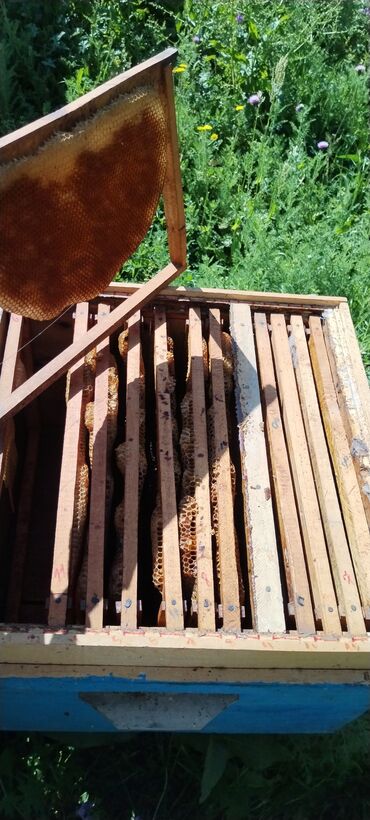 arı yuvası: Salam ari yewikleri satilir yewikler 9 ve 12 ramkadan ibaretdir