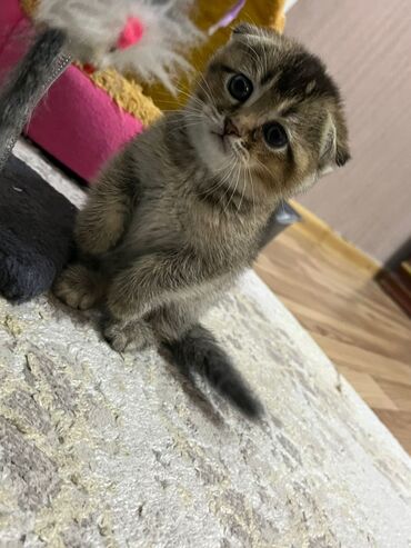 pişik sortu: Şotland yastı qulaq