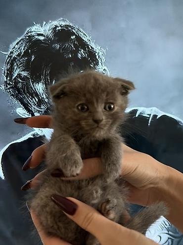 scottish fold: Şotland — 8