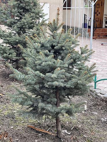 Декоративные деревья: Саженцы деревьев: Ели, Платная доставка, Самовывоз — 9
