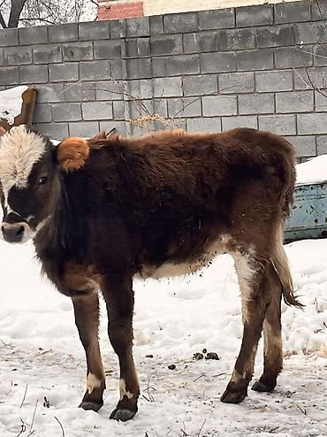 Коровы, быки: Продаю | Тёлка | Для молока, Для разведения, На откорм | Отела не было at lalafo.kg — 1 Коровы, быки: Продаю | Тёлка | Для молока, Для разведения, На откорм | Отела не было — 1