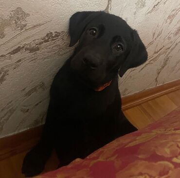 dişi it: Labrador-retriver, 4 ay, Dişi