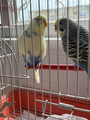 qefes satisi: Tutuquwu iki eded erkek ve diwi, qefesle bir yerde satilir — 1