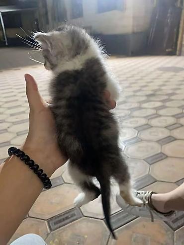 котик 1 месяц: Котёнок, полосатый табби с белыми лапками и грудкой. - Возраст — 3