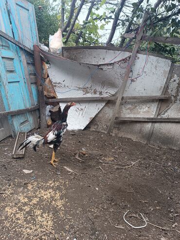 Xoruzlar: Heyratilar satilir tergidirem deye ne heyvanim var hamsini satiram her -da lalafo.az — 8 Xoruzlar: Heyratilar satilir tergidirem deye ne heyvanim var hamsini satiram her — 8