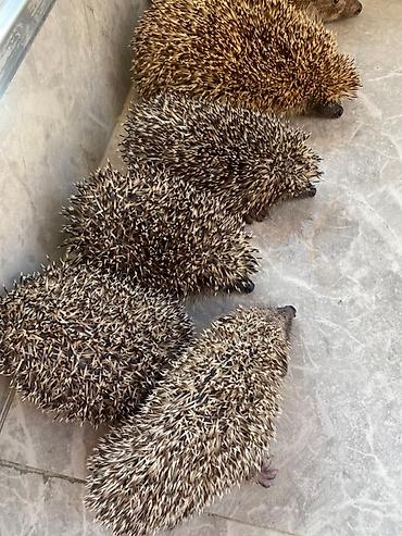 100 l akvarium: Sizin də bağ evinizin ilanlardan qorunmasına ehtiyyac varsa bizimlə — 4