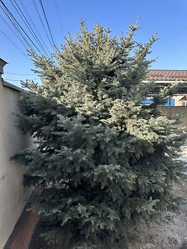 купить саженцы березы: Елка голубая (ель колючая, Picea pungens), взрослая, сформированная — 4