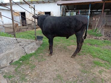 бельгийский бык: Продаю | Бык (самец) | На откорм