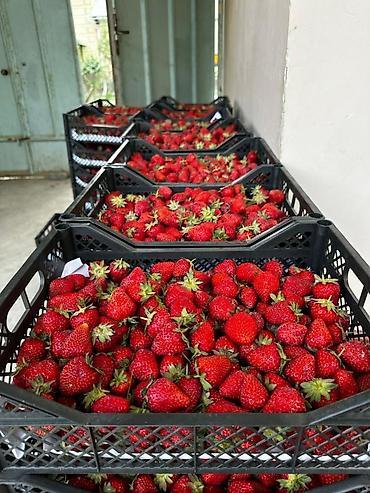 Клубника: Клубника — 2