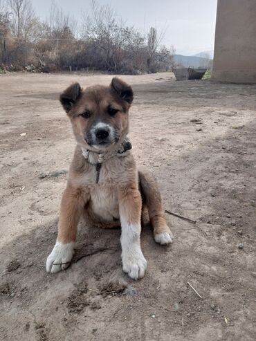 собаки для охоты: Жети Огуз Кызыл Суу айылы Кучук аламдегендер личкага жазнылы .Ватсап