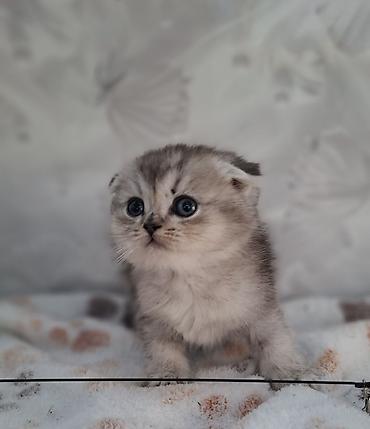 Продажа кошек: Скотиш Фолд (Шотландская вислоухая), 2 месяца, Мальчик, Приучена к лотку, Проглистована — 3