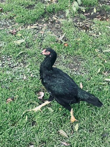 Cücələr: Toyuq cücələri, Damazlıq — 11