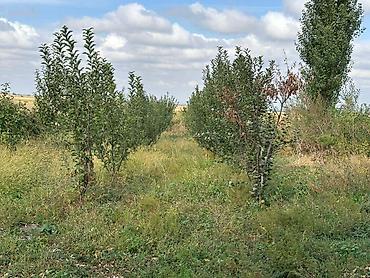 Продажа другой коммерческой недвижимости: 📌"В урочище ""Широкий"" Нарзан а/о продается кошара, дом из 4-х комнат — 10