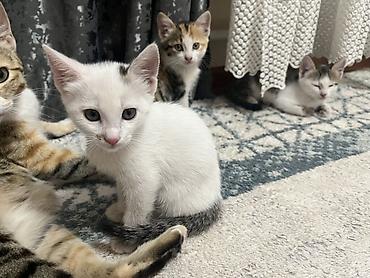 кошки сфинксы: Котята, домашние, разноокрашенные (белые с серо‑пятнистым хвостиком — 1
