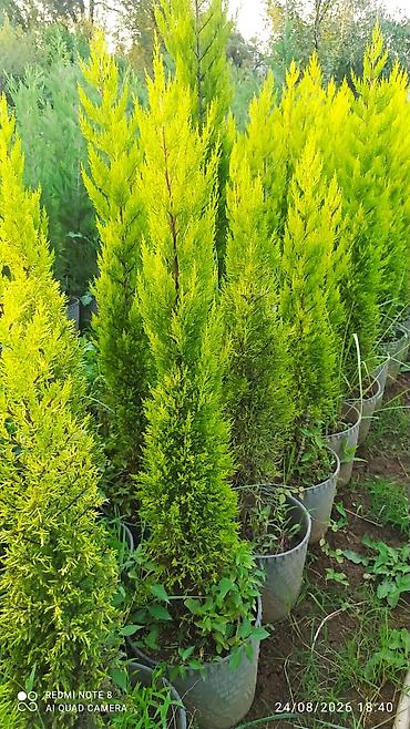 dəniz məhsulları satışı: Limonni yolka agacları çox münasib qiymətə satişda dibçəkdə böyüdülmüş — 4
