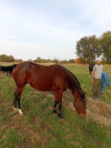 домики для хомяков: Сатам | Бээ (ургаачы) | Аргын | Көбөйтүү үчүн