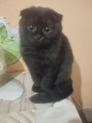 вислоухий котенок: ! КОТЯТА! В ПРОДАЖЕ ШОТЛАНДСКИЕ КОТЯТА, СКОТТИШ ФОЛД И СКОТТИШ