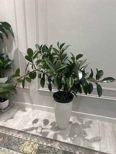 Диффенбахии: Комнатные растения в декоративных горшках - Диффенбахия крупнолистная — 24