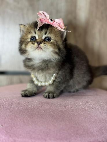 Pişiklər: Britan — 2