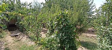 Продажа коттеджей и домов: 🏡 Продается дом в селе Чалдовар, Панфиловский район 📏 Участок – 11 — 18