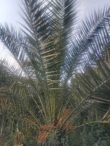 Saturn: Məhsul: Xurma (xurma palmı – Phoenix dactylifera) Təsvir: -