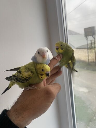 Tutuquşları: Valnis balaları satılır ətraflı məlumat üçün vasapa yazın Birdəki — 8