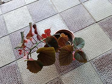 çiçəklər: 🌿Begoniya maculata (albalı-muncuqlu begoniya) – dekorativ yarpaqlı və — 3