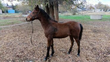 продаю жеребца: Сатам | Тай | Аргын | Ат спорту