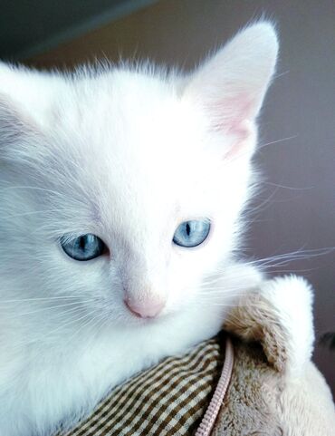 Белоснежные котята Као Мани мальчик и девочка возраст 1 мес мама