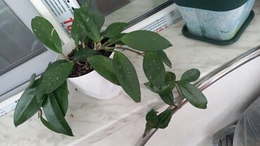 Otaq bitkiləri: 6-7azn aralığında dibçək gülləri satılır — 9