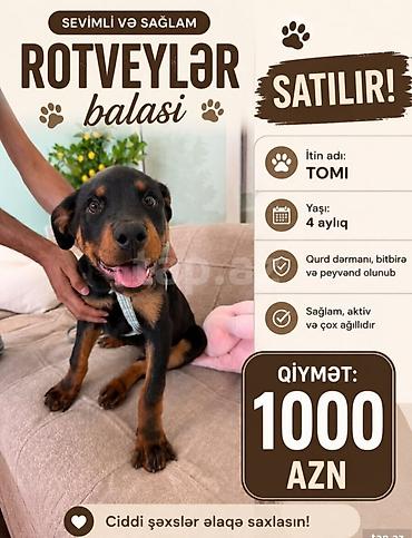 Rotveyler, 4 ay lalafo.az -da Rotveyler, 4 ay