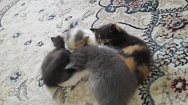 животные кошка: Котята домашние, пушистые, окрас разный: - триколор (черный с рыжими и — 3