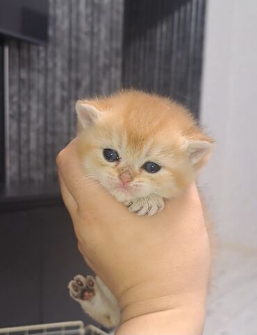 домик туалет для кошек: Британская короткошёрстная, 1 месяц, Мальчик, Золотая шиншилла, Приучена к лотку, Проглистована