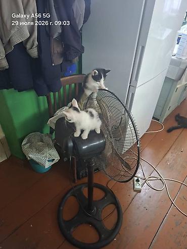 Мышыктар: Котята, домашние, ласковые и игривые. - Окрас: черно-белые — 4