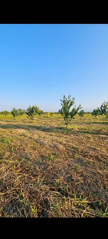 çilədağı bitkisi hardan almaq olar: Tecili! Xaçmaz.r Qoçagli.k 2 hektar gilas baği satilir Hazir — 4