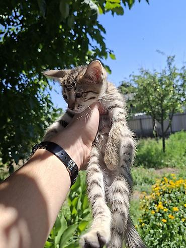 котят ош: Отдам котят. 3 мальчика 3 девочки. котятам 2 месяца, кушают сами уже — 7