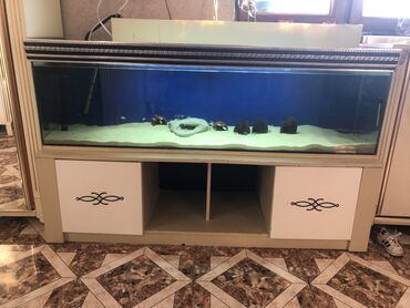 фильтр для аквариума: Akvarium-şkaf, Boş, 280 l, Ünvandan götürmə