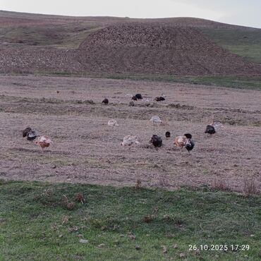 Hinduşka: Məhsul: Hind quşları (qarışıq rəngli sürü) Təsvir: - Təbii şəraitdə — 6