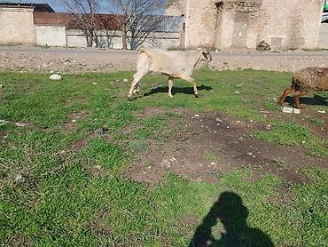 Козы, козлы: Продаю | Козёл (самец) | Для разведения | Племенные — 7